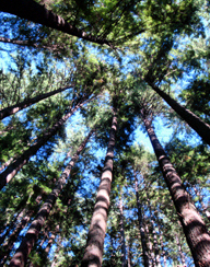 Canopy of trees on Grouse Grind